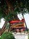 Thailand: A decorated bodhi tree in the gorunds of Wat Pho (Temple of the Reclining Buddha), Bangkok